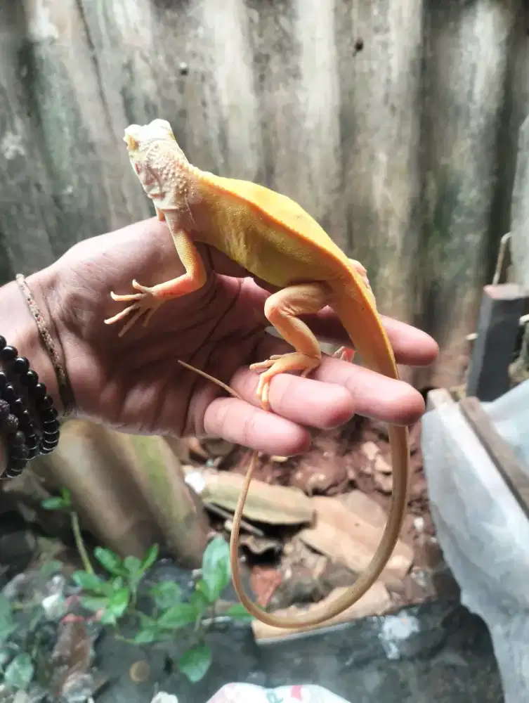 Iguana albinoooo