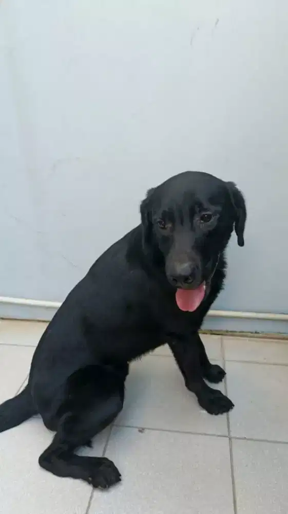 Black labrador ( klpa gading )