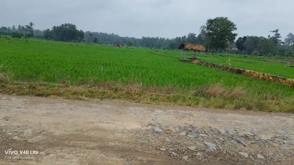 Di Jual Tanah Persawahan Siap Di Bangun