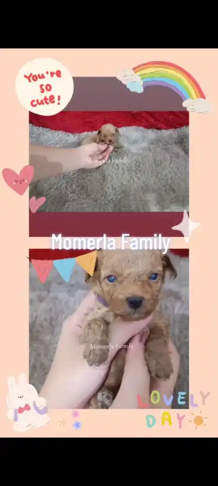 Poodle betina tiny stb perkin