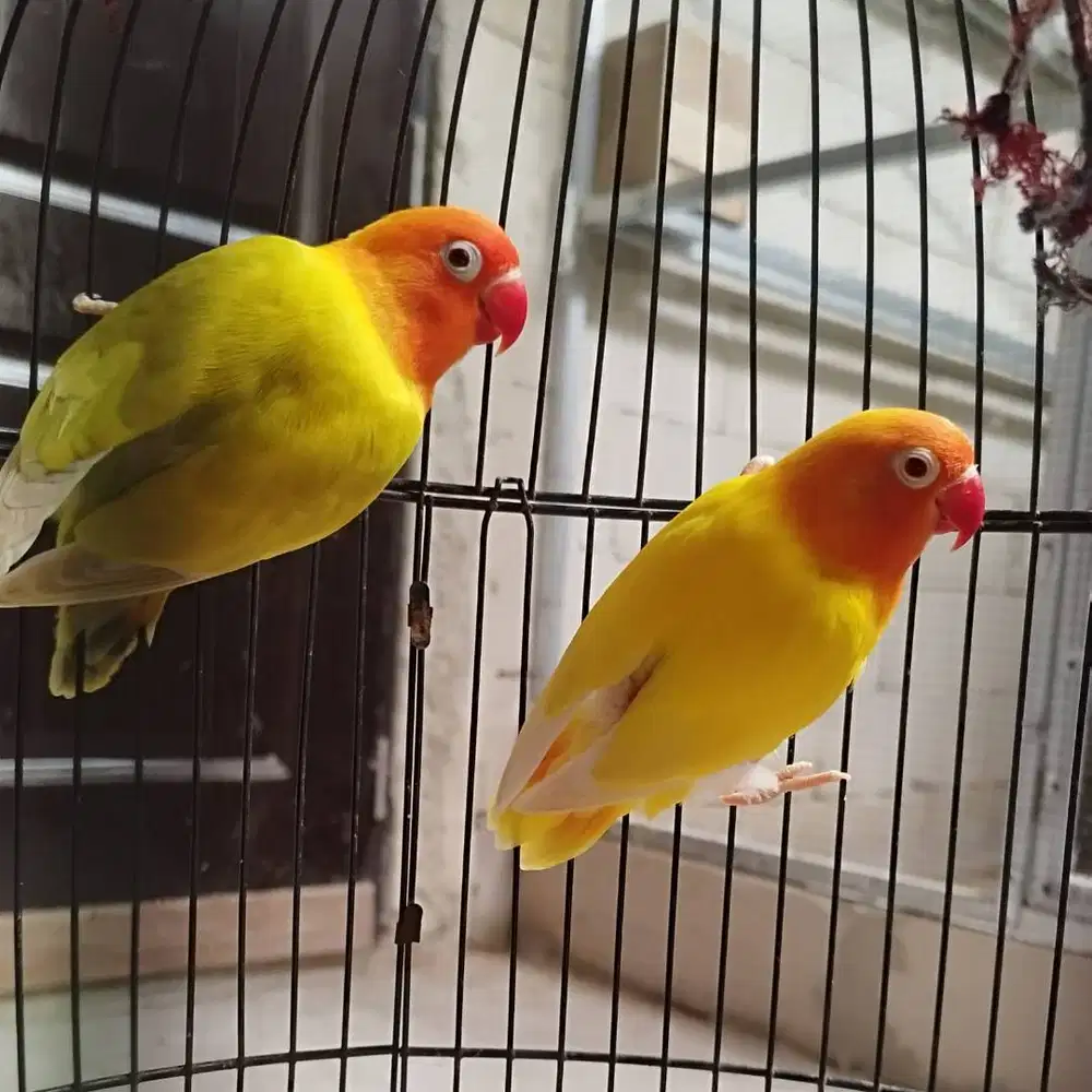 Burung love bird lovebird lakbet lutino mm x pf green mm mata merah