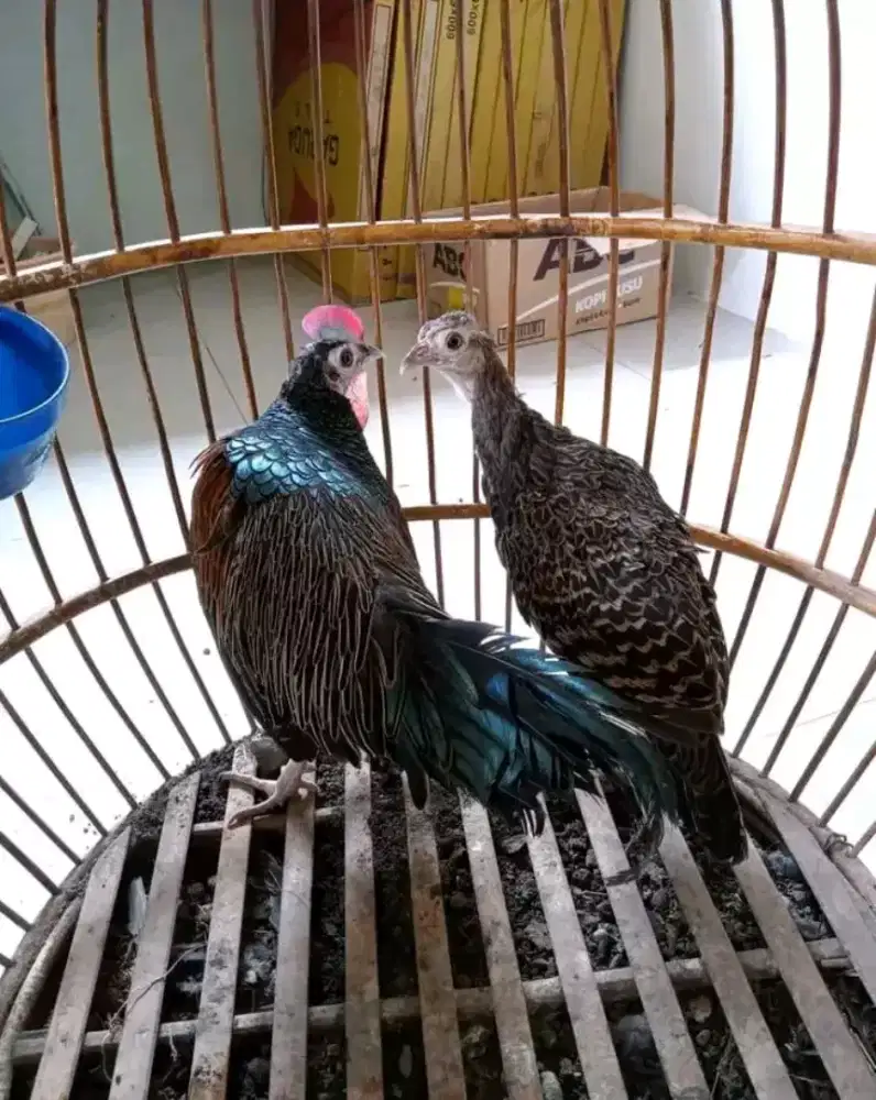 Ayam hutan hijau jawa sepasang