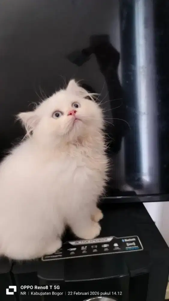 Kitten,anak kucing ready adopt jatan dan betina