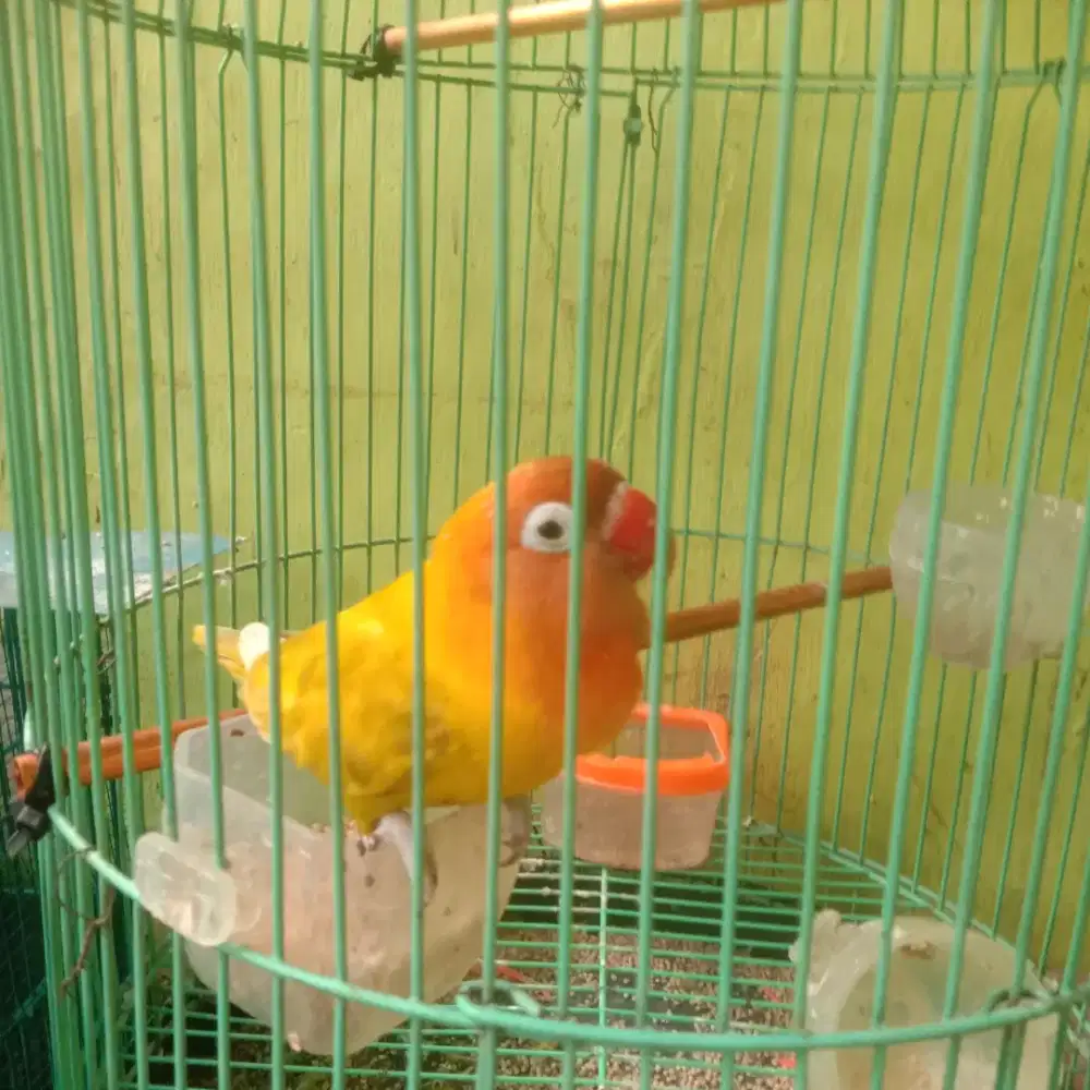 Lovebird dakocan x green series