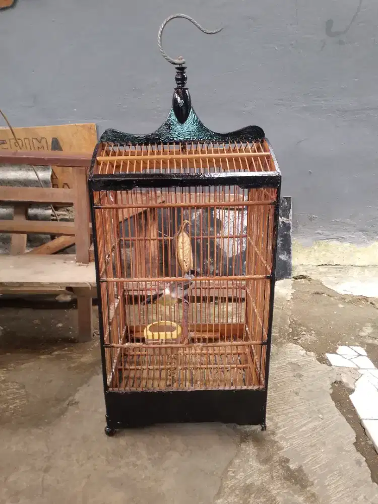 Burung kutilang fullset gacor bisa dikirim2