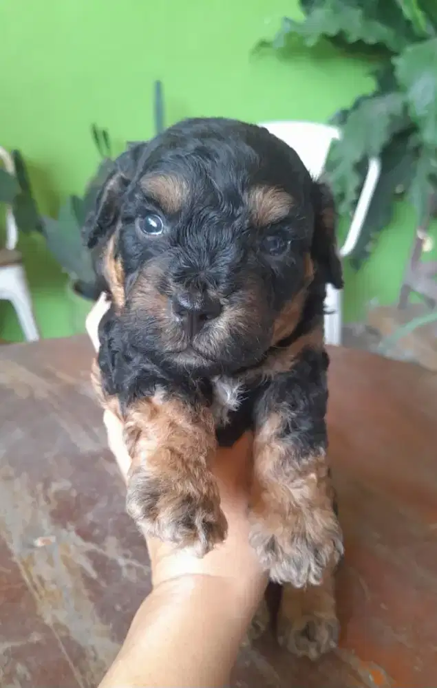 Anak Anjing - Puppies 2 ekor