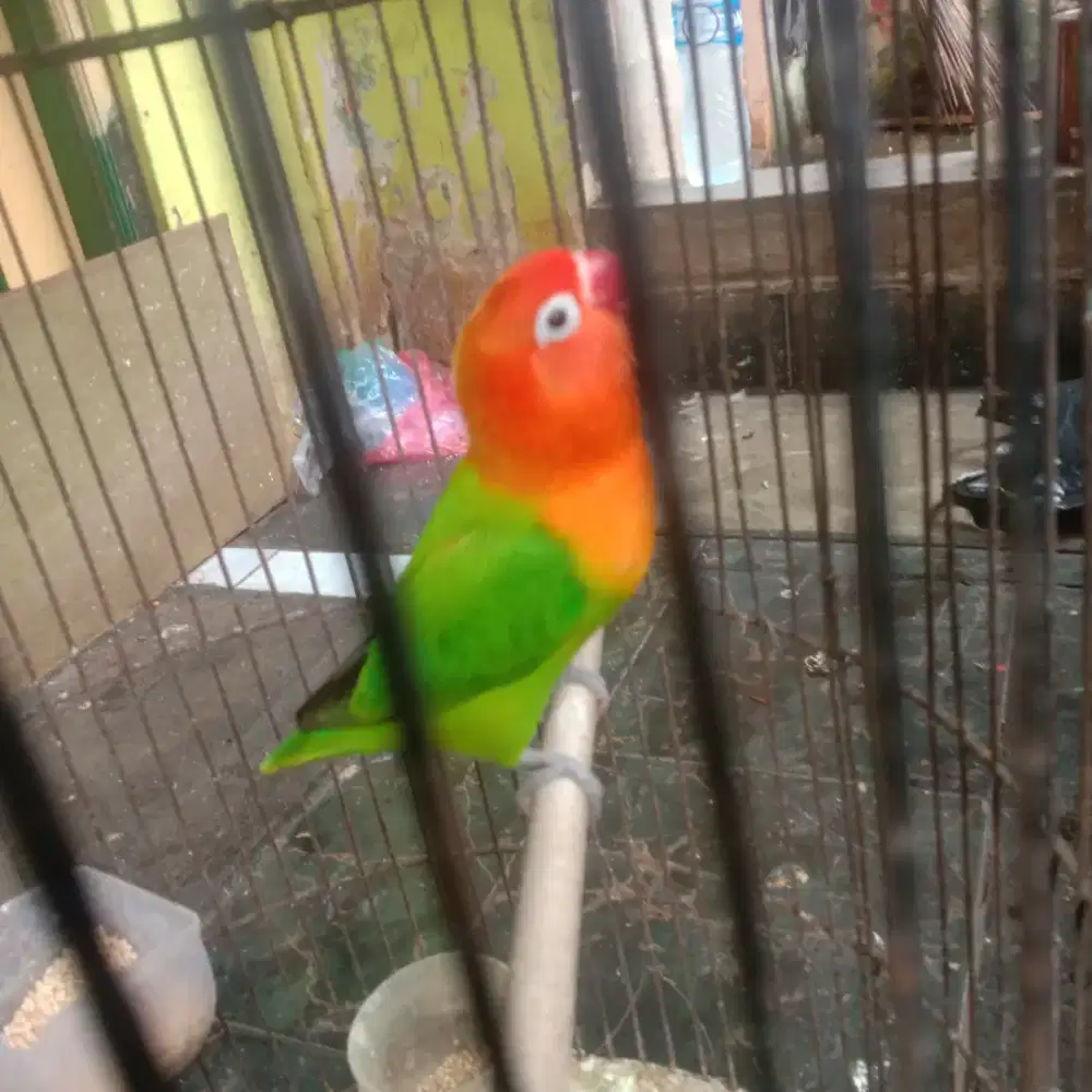 Lovebird biola green