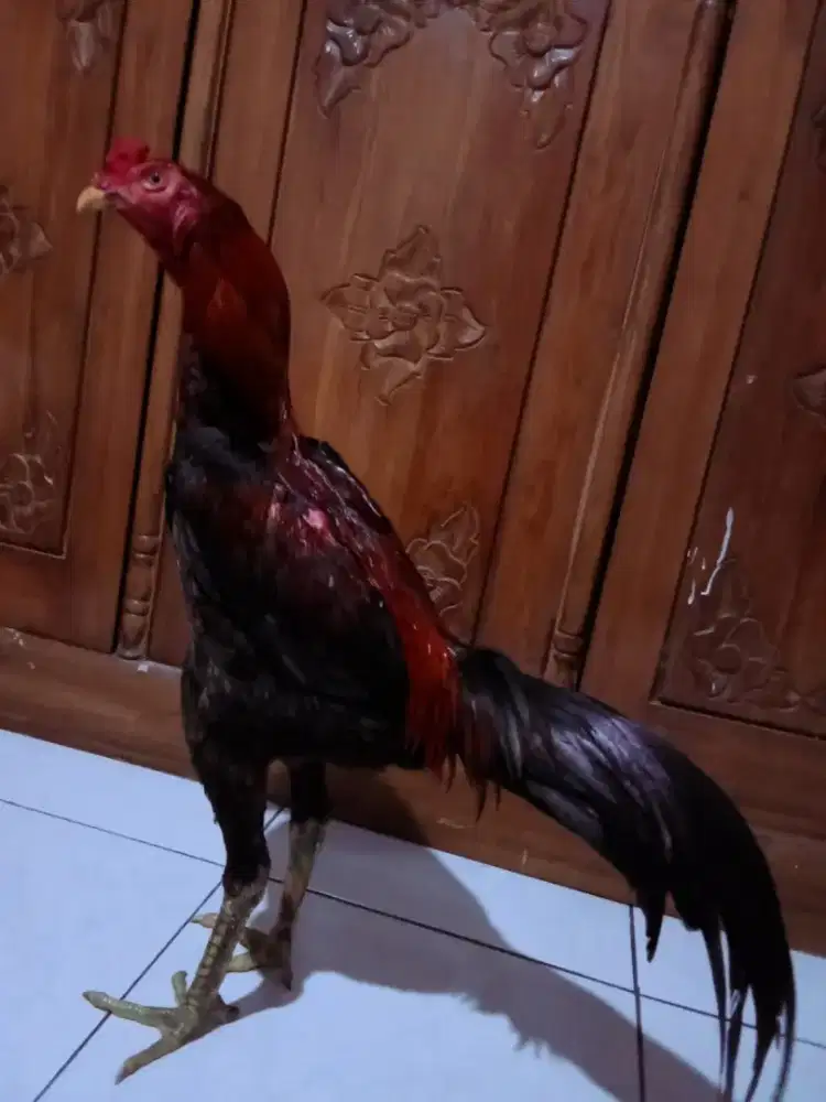 Ayam Bangkok muda pukul jiling