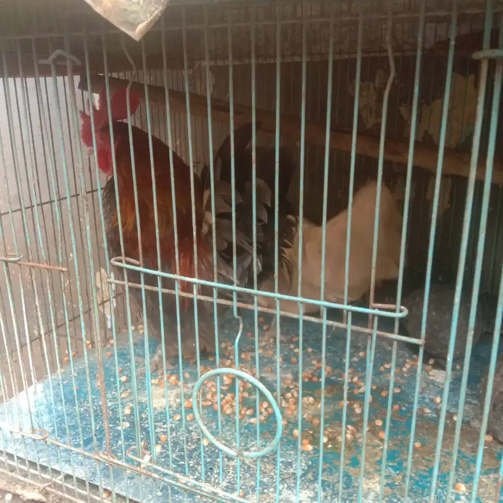 Ayam Kate ayam serama