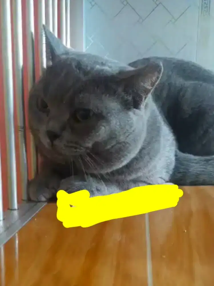 Brittish shorthair/jasa pacak brittish shorthair