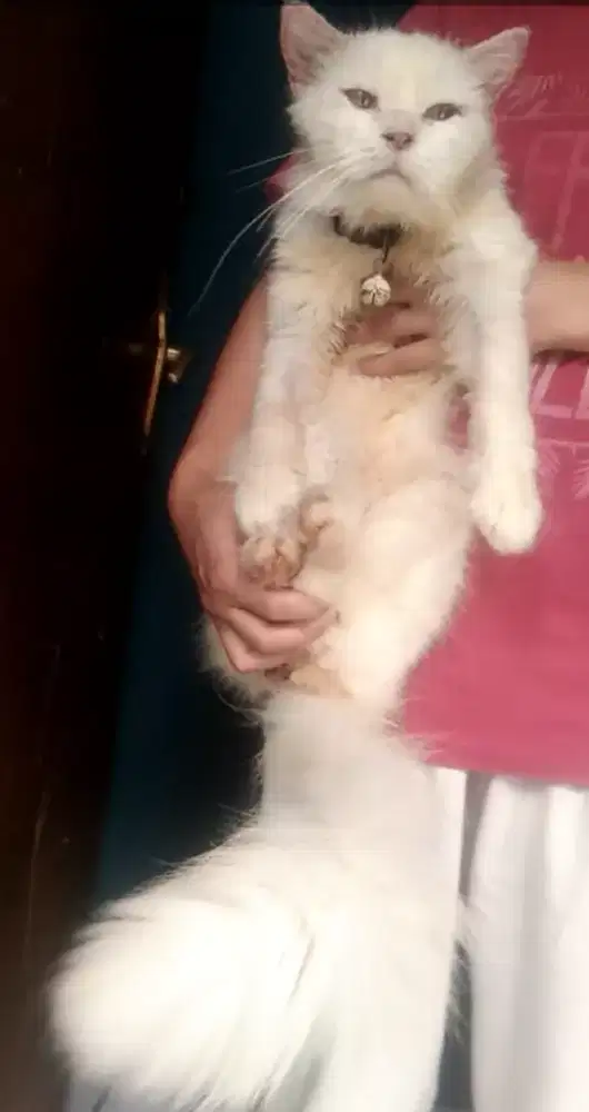 Kucing Himalaya flatnose jantan