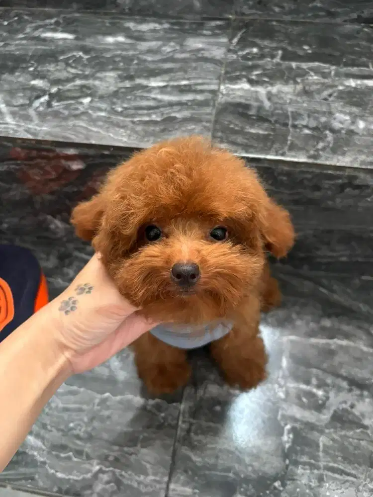 Anjing poodle dijual