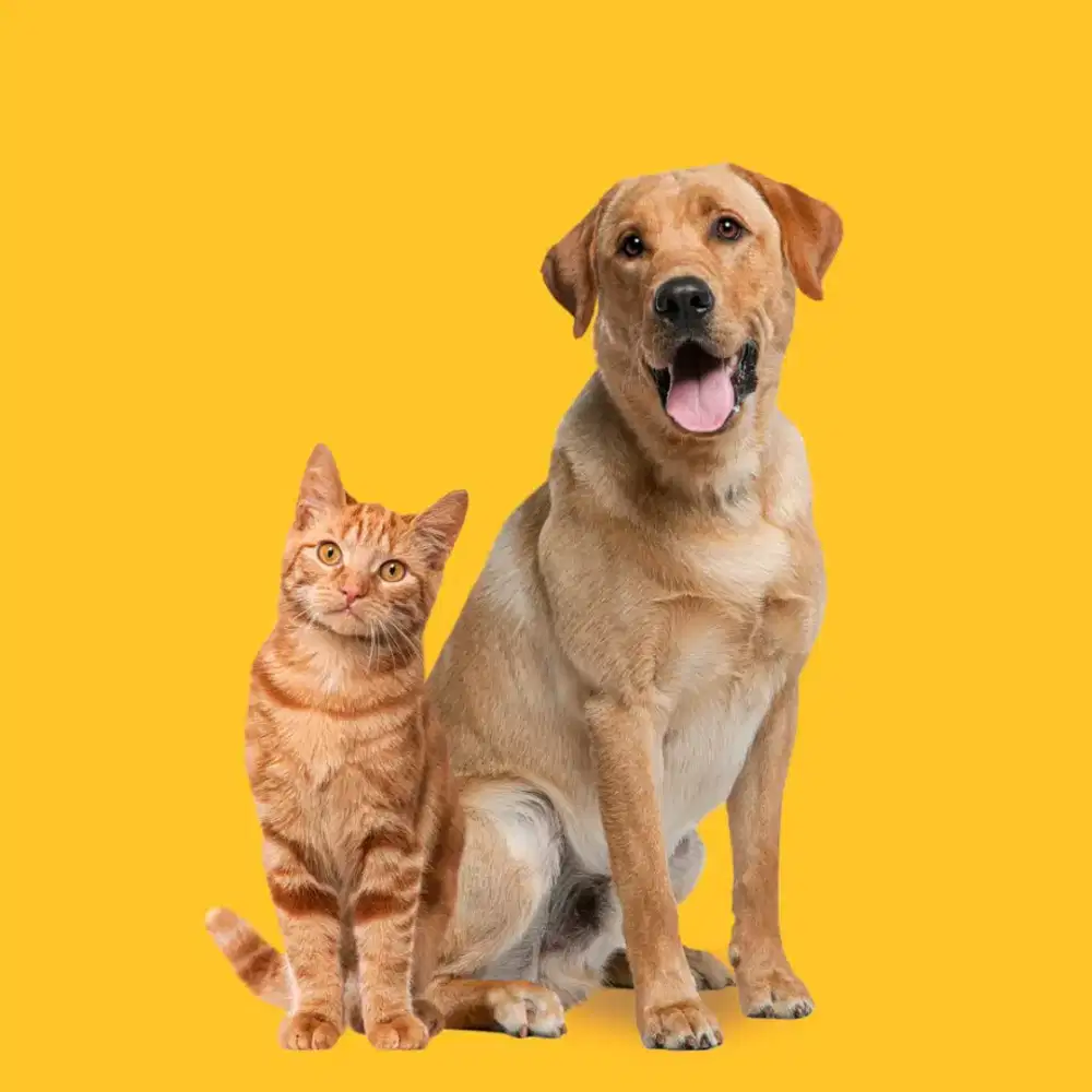 INDO pet Grooming salon anjing& kucing panggilan datang kerumah