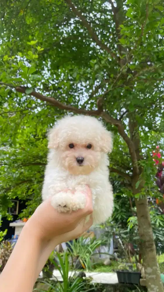 White Toy Poodle Male Kaki Cebol ( Vaksin )