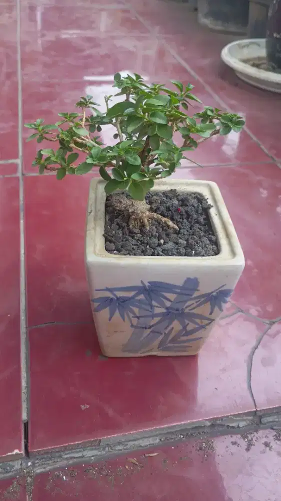 Bonsai macam macam