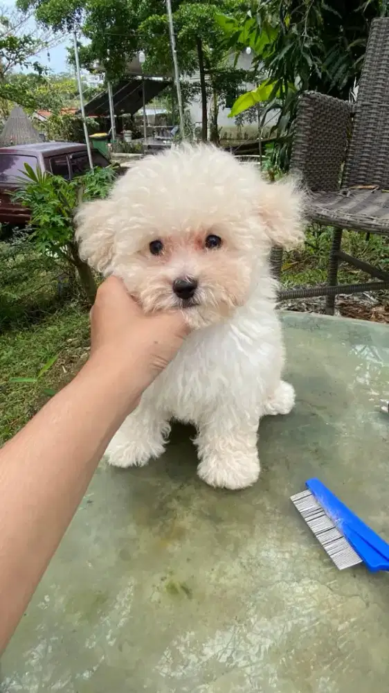 White Toy Poodle Jantan Kaki Cebol + Vaksin
