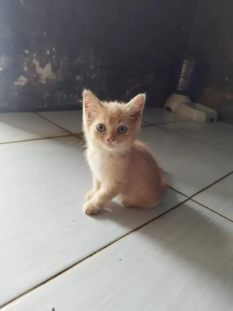 Take All 2 kitten Jantan