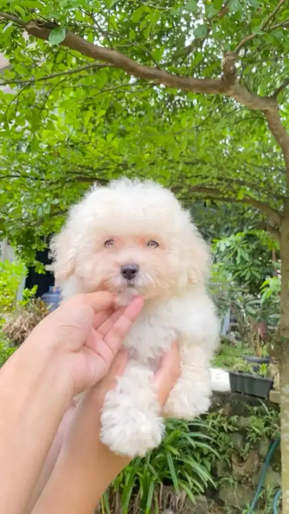 White Toy Poodle Jantan ( Vaksin) / Kaki Cebol