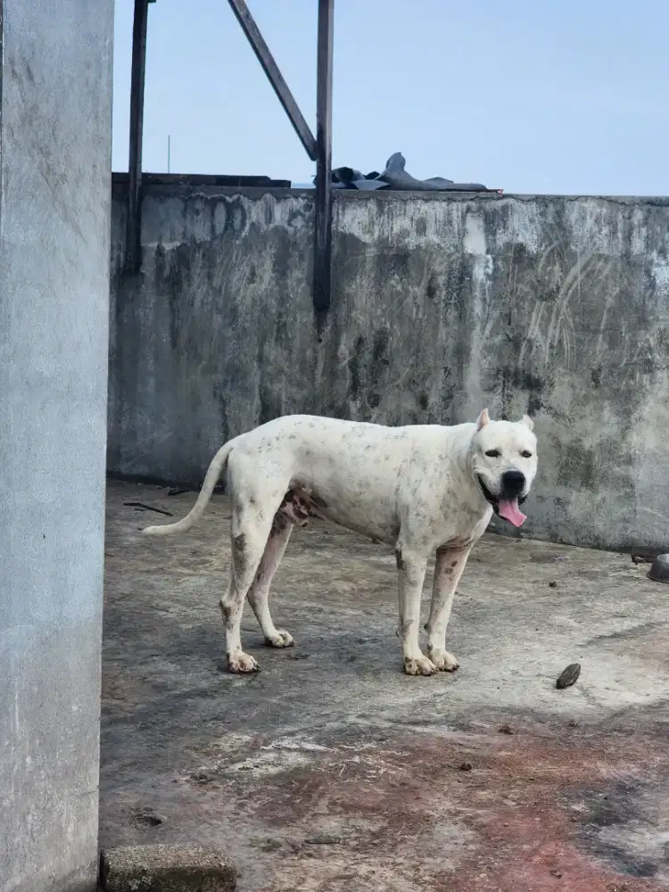 Jual dogo argentino