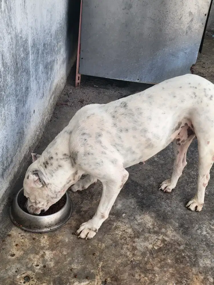 Jual dogo argentino