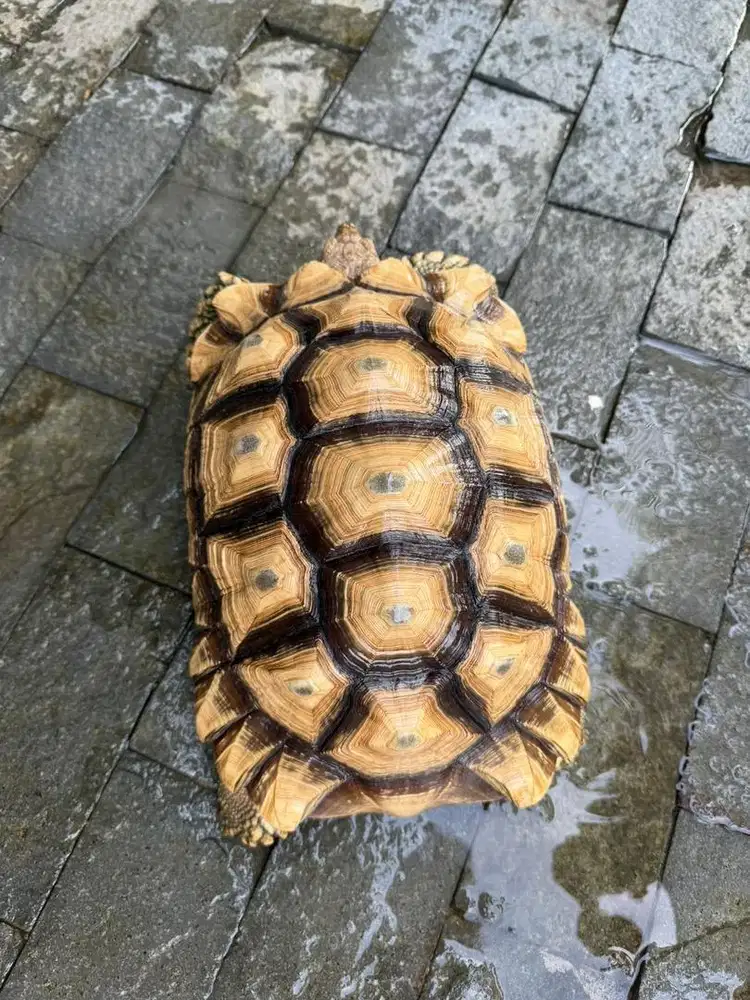 Kura Kura Sulcata 30cm