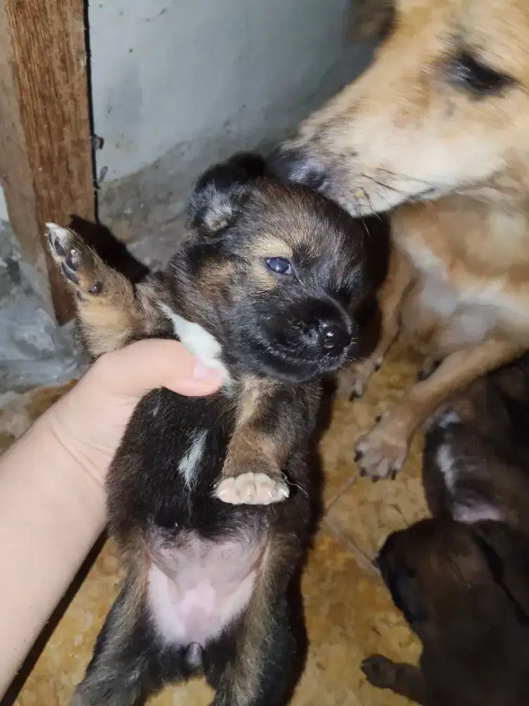 Anak anjing lucu imut