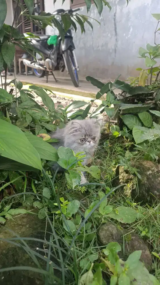 Kucing kitten persia peaknose