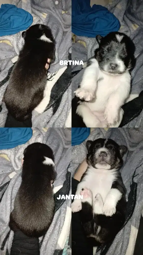 Anak anjing mix (puppies)