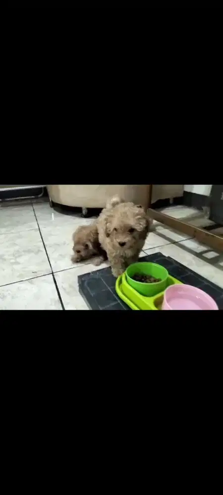 Dijual anak anjing pure poodle non stb