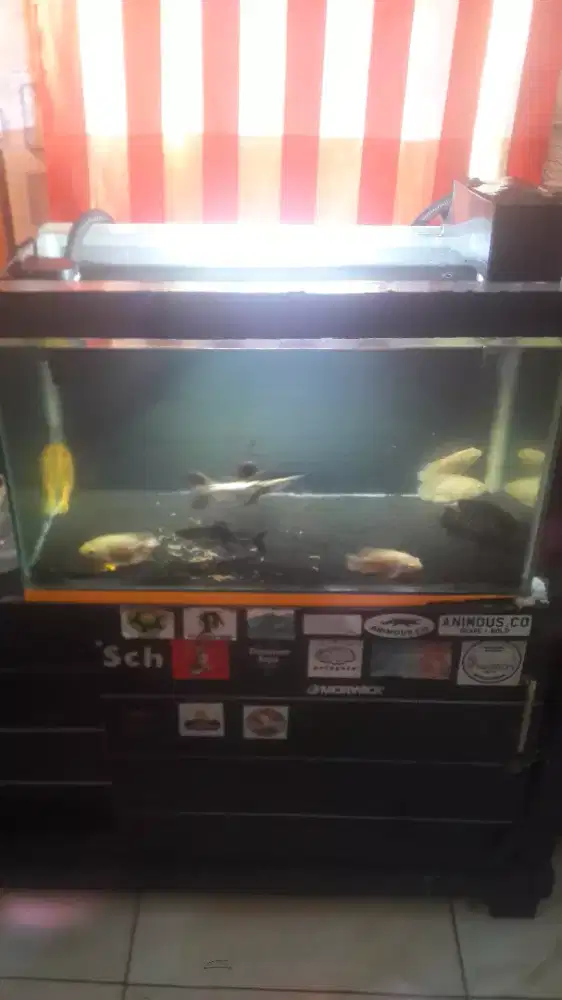 Aquarium + ikan