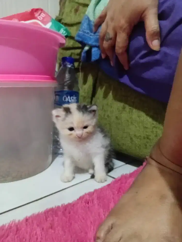 Kitten Persia longhair betina