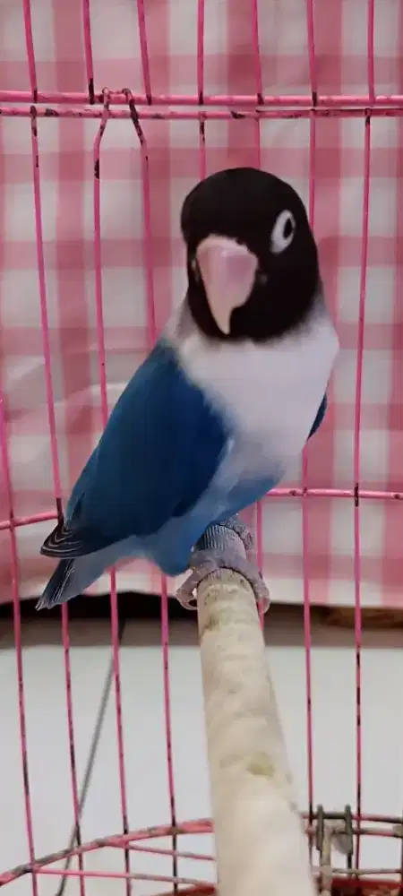 LB perso pekat fix jantan