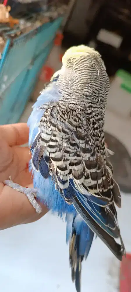 Parkit Holland jantan, ori