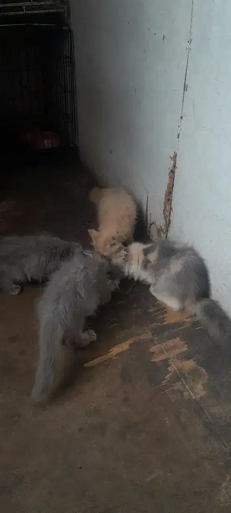 Kitten gembul 3 bulan jantan dan betina