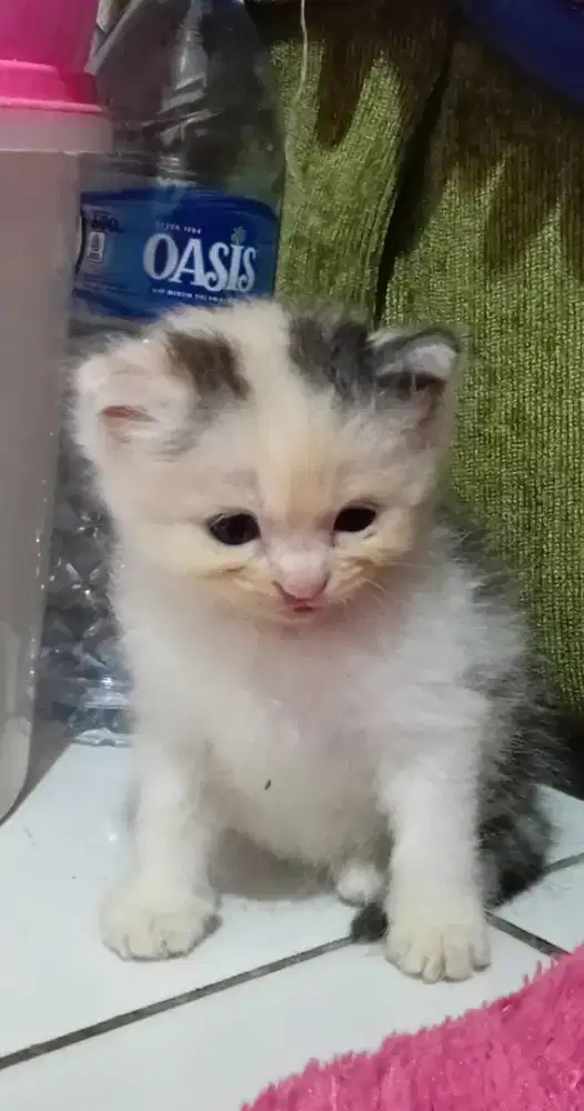 Kitten Persia longhair betina Calico