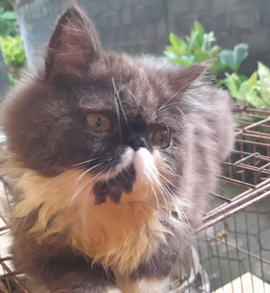 Kucing persia flatnose,longhair jantan  3-4 bln
