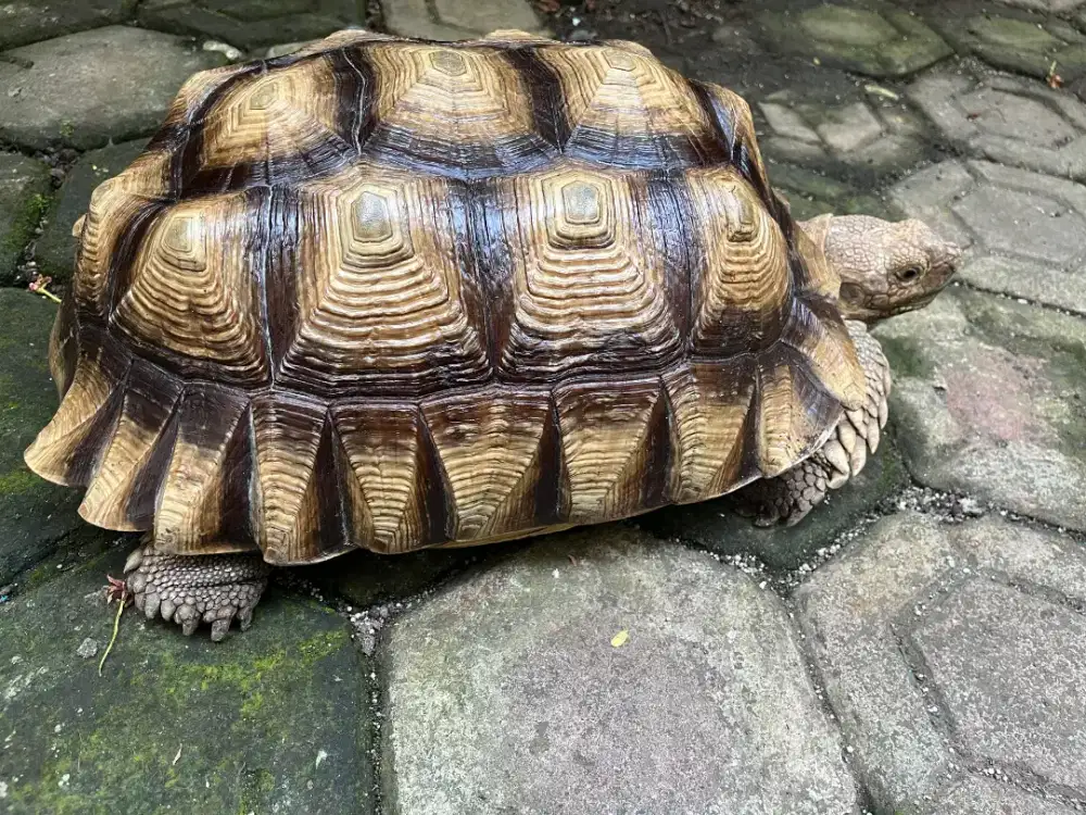 Kura Kura kayak Irfan Hakim // SULCATA