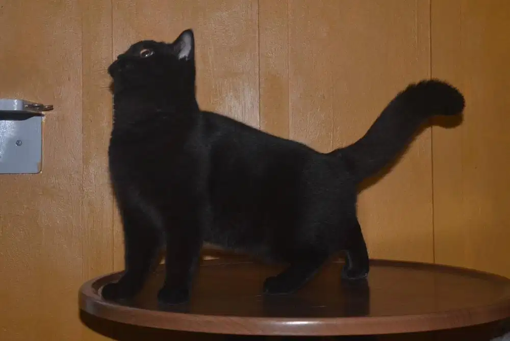 British shorthair jantan pedigree