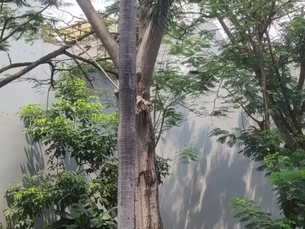 Dijual Cepat Tanah Kavling Citra Garden 6  Siap Bangun