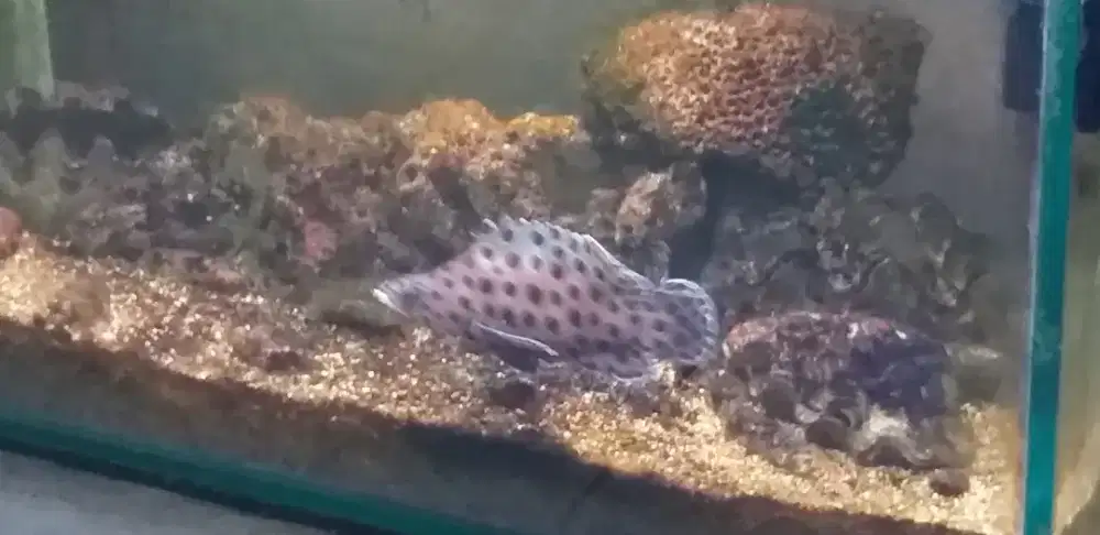 Ikan predator kerapu totol