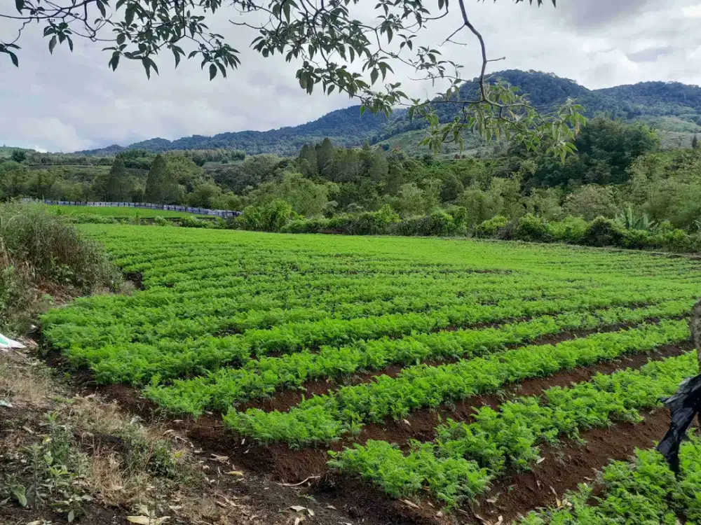 Jual tanah view gunung dekat sungai 1 ha