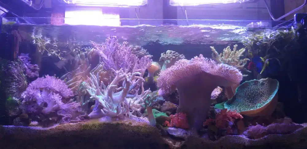 Aquarium air laut yang mengagumkan