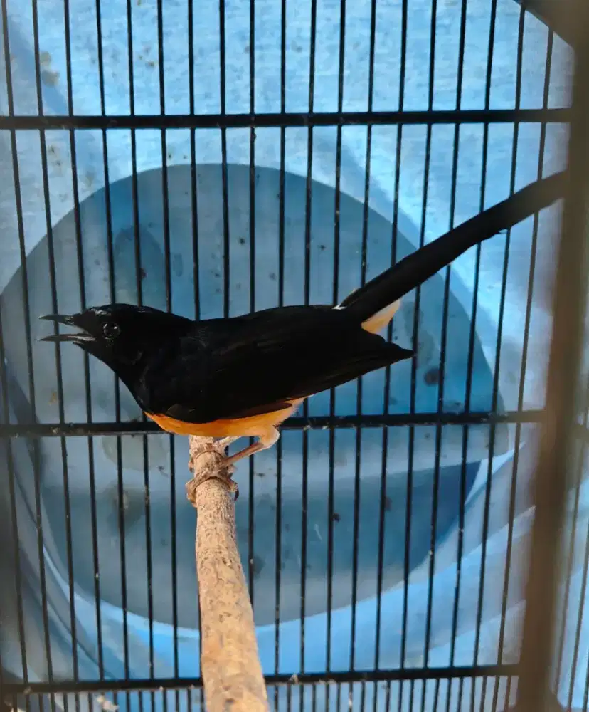 Murai jantan bahan sudah ngevoer