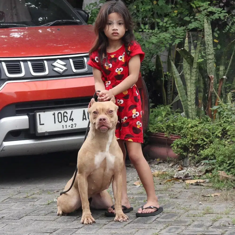 Pitbull betina cakep