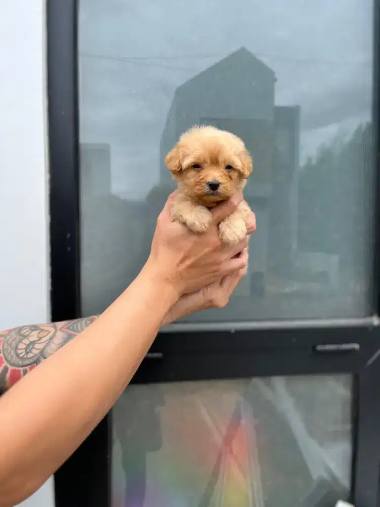 Maltipo kosongan super lucu