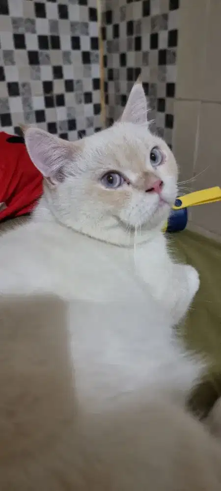 Munchkin cebol minuet