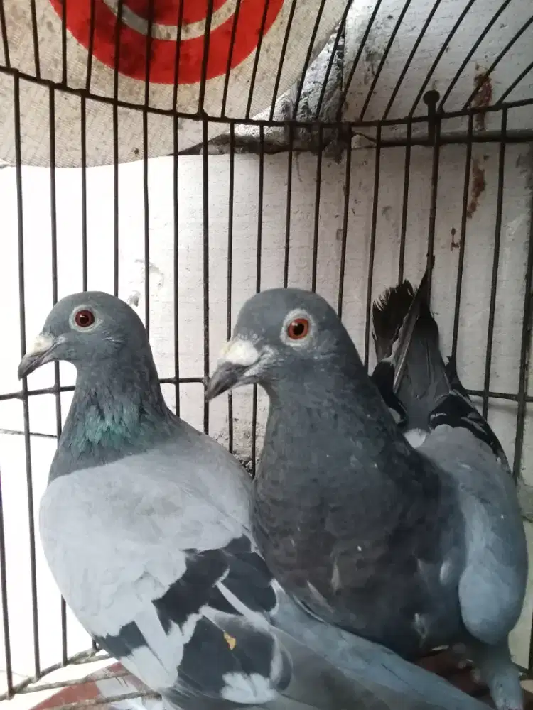 merpati pos sepasang