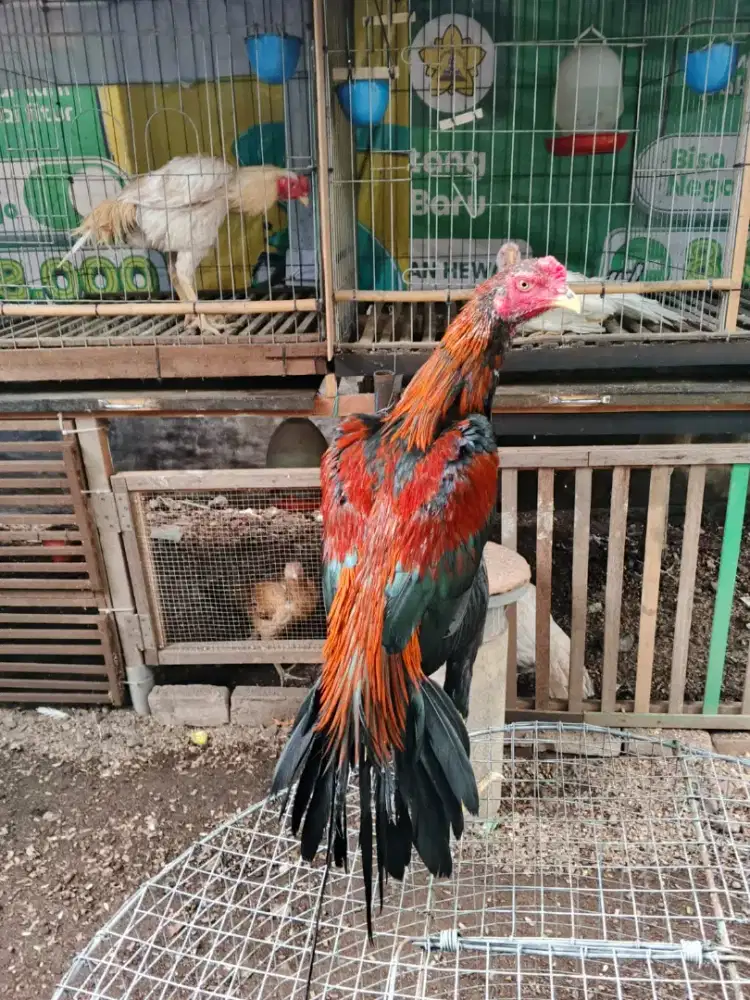 Ayam ekor lidi ori