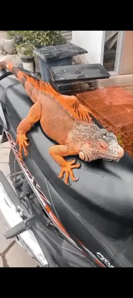 Iguana sr jantan jumbo.