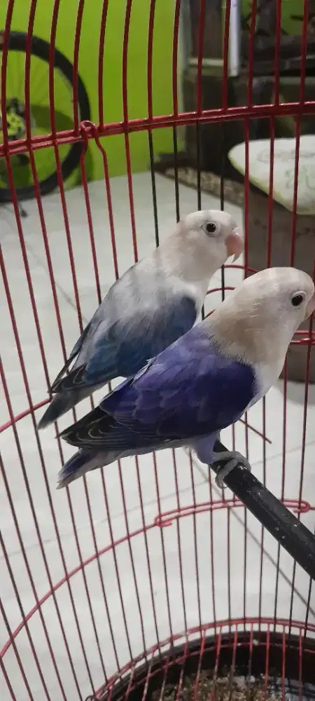 Sepasang Biola drakviolet x biola ewuing blue